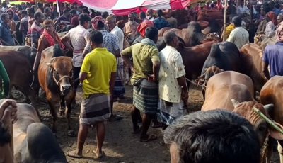 হাটে গরু বেশি ক্রেতা কম বাইরের ব্যাপারীও কম