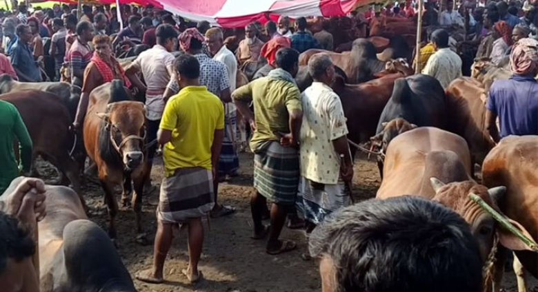 হাটে গরু বেশি ক্রেতা কম বাইরের ব্যাপারীও কম