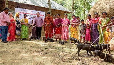 দরিদ্র সাঁওতালদের জীবনমান উন্নয়নে শুকর বিতরণ